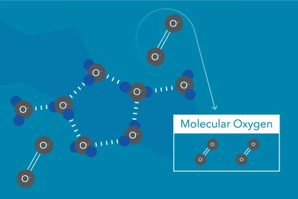 溶解在水中的分子氧（圈）。分子氧不是來自水分子中的氧（ H2O ).